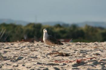 Mouette